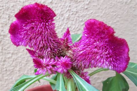 Choose best bonsai trees from largest collection of plantsguru's online bonsai shop. Design Green India: Best Tips For Growing Celosia at Home