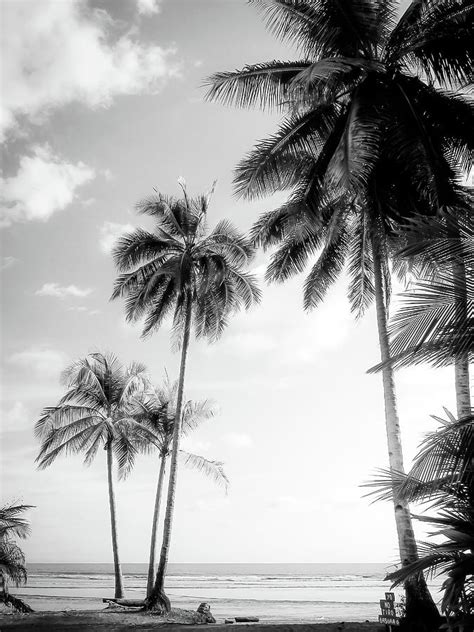 palm trees and sunshine at the beach in black and white photograph by nicklas gustafsson pixels