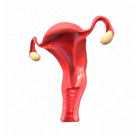 Female Reproductive System 3d Model Animated Cgtrader