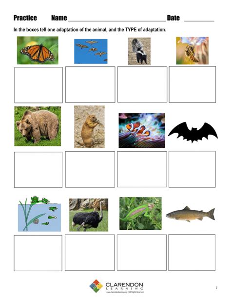 Animal Adaptations For Kids Worksheets