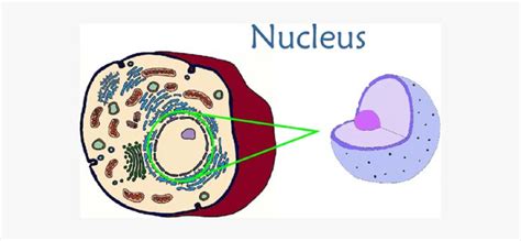 Nucleus In An Animal Cell Free Transparent Clipart Clipartkey