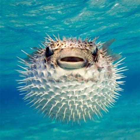 31 Best Images About Pufferfish On Pinterest Safe Haven