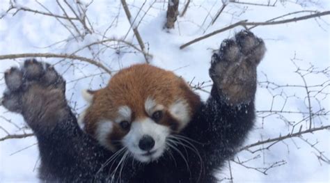 Excited Red Pandas Joyfully Roll Around In The Snow At The Cincinnati