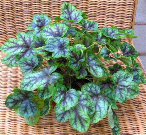 Die besten winterharten sorten für ihren garten, finden sie hier. Heuchera cultivare Hybrida 'Green Spice' - Purpurglöckchen ...