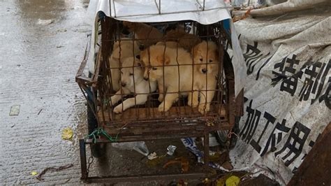 68 dogs rescued from china's dog meat festival. Animal Rights Group Welcomes the End of China Dog Meat ...