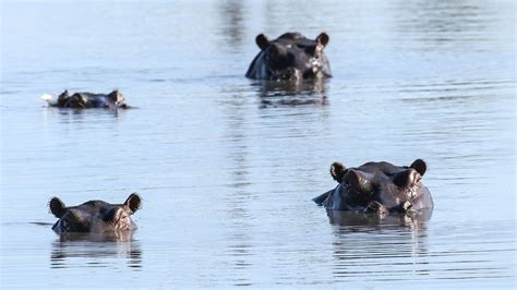 Zambezi River Photos Cnn