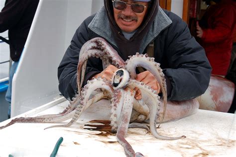 Extremely Terrifying Facts About Squids! | Humboldt, Colossal and More