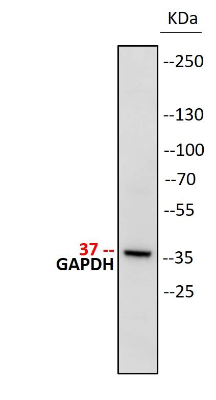 Gapdh Antibody For Western Blot Biocompare Antibody Review