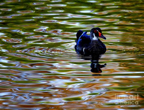 Wood Duck Reflections Photograph By John F Tsumas Pixels