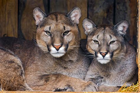 Cougar Couple Predator Wallpapers Hd Desktop And Mobile Backgrounds