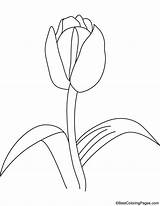Tulip Bulb Coloring sketch template