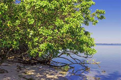 Mangrove Tree Leaves