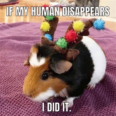More Great Guinea Pig Memes Merry About Town