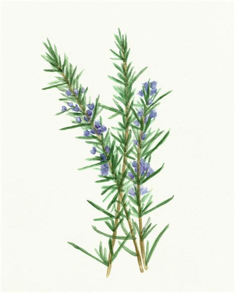 Free Herb Watercolor Printables Rosemary And Oregano The Graphics Fairy