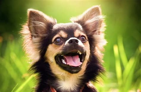 The A Z List Of 400 Cute Sassy And Fun Chihuahua Names All Things Dogs