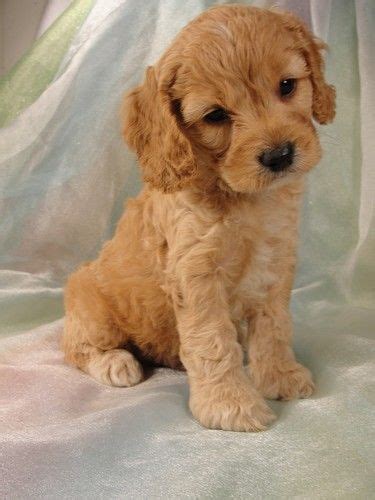The cockapoo is sometimes touted as being hypoallergenic, but all dogs produce dander (dead skin cells) a cockapoo is a cross breed, the result of a mating between a cocker spaniel and a poodle or two cocker/poodle crosses. Cockapoo Puppies for Sale | Cockapoo Breeder in Iowa ...