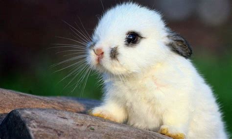Cute Rabbit Hd Wallpapers Hd Wallpapers High Definition