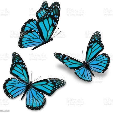 We hope you enjoy our growing collection of hd images to use as a background or home. Three Blue Monarch Butterflies On A White Background Stock ...