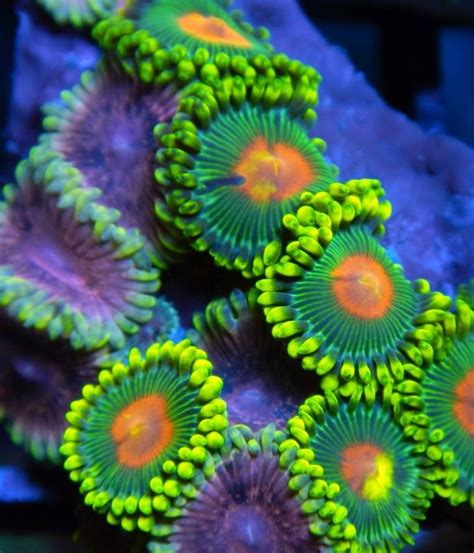 Zoabrary Zoanthid Id The Zoanthid Library Coral Reef Photography