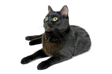 Bombay Cat Breed Information Traits Characteristics Facts And Photos