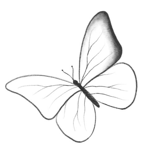 Cómo Dibujar Una Mariposa Paso A Paso Con Lápiz Y Pintura Guías Para
