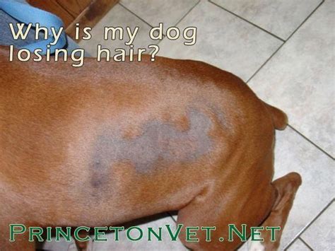 Is Your Dog Losing Hair Dogs Do Not Go Bald Like People Do If Your
