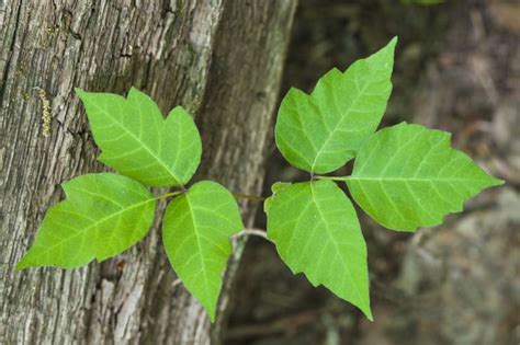 Poison Ivy Symptoms Causes Diagnosis And Treatment