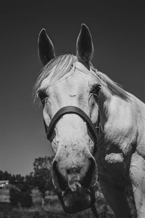 Grayscale Photo Of Horse Head Photo Free Grey Image On Unsplash