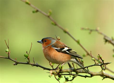 Vogelsoorten En Hun Specifieke Voedingsbehoeften