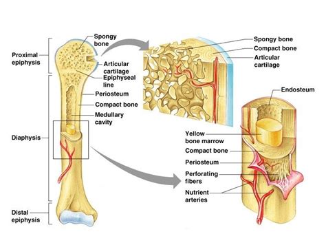 Gross Anatomy Of The Typical Long Bone Structure And Functions Of Bones