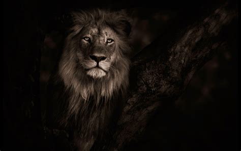 Lion Hd 1080p Desktop Wallpapers Wallpaper Cave