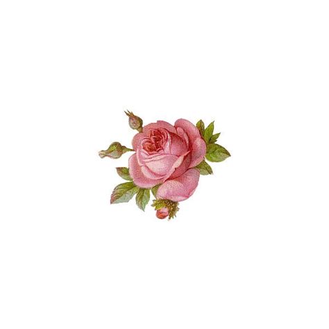 Polyvore Vintage Roses Rose Art Flower Art