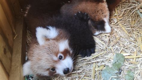 Blackpool Zoo Celebrates The Birth Of Two Endangered Red Panda Cubs