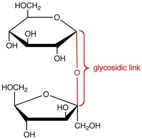 Glycosidic Bond Can Form Between Glucose Molecules In A Starch Molecule Through A Dehydration
