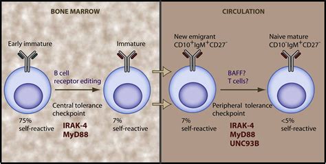 An Innate Path To Human B Cell Tolerance Immunity