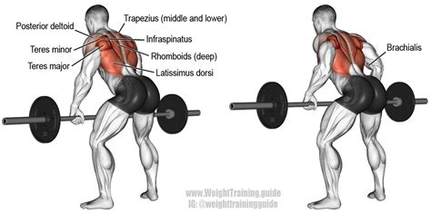 Bent Over Barbell Row A Major Compound Pull Exercise Main Muscles