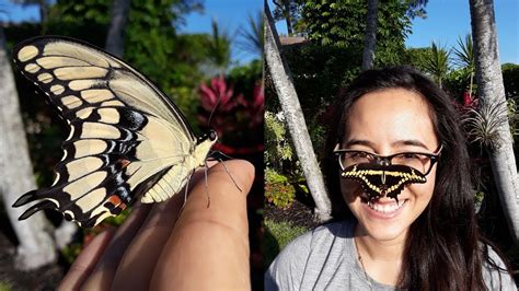 Giant Swallowtail Butterfly Update Youtube