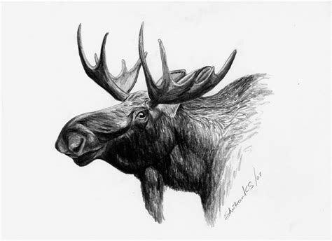 Elk Head Sketch At Explore Collection Of Elk Head