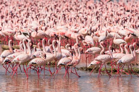 'a flock of flamingos is called a stand, colony, regiment or a flamboyance.' we bet you didn't know these 20 fun facts about flamingos! Flamingos no Quênia - Dicas de Viagem - Lagos Nakuru e Bogoria
