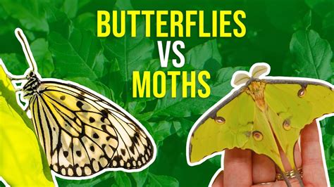 Moths Vs Butterflies How Can I Tell Moths And Butterflies Apart