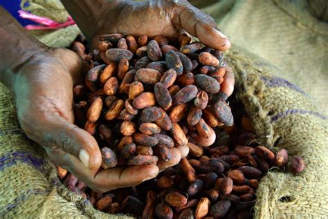 Ben And Jerrys Supports Cocoa Farmers In Africa Laptrinhx News
