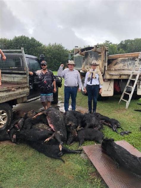 Feral Pig Hunt North Queensland North Queensland Register Qld