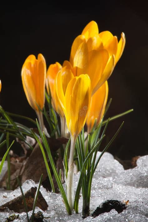 Colorful Yellow Crocus Flower Blooming In The Garden Some Crocuses