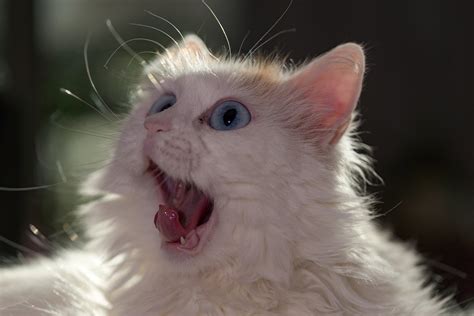 Turkse Van Alles Over Kattenrassen De Nieuwe Kat Vlr Eng Br