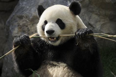 Giant Pandas Taken Off ‘endangered List Even As Hunting Pushes Worlds
