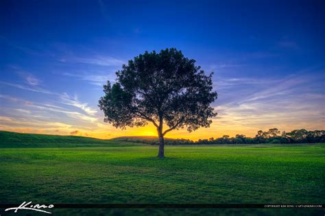 Lone Tree On Field Of Green Grass Sunset Hdr Photography By Captain Kimo