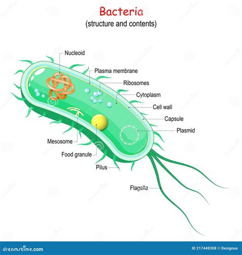 Bacterial Cell Structure And Anatomy Stock Vector Illustration Of
