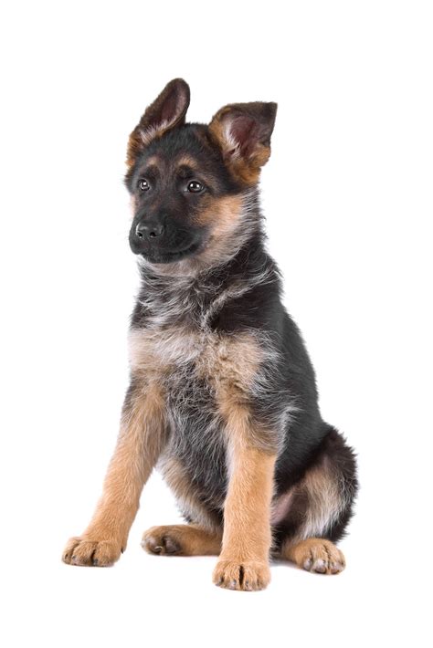 German shepherd dog dog breed information. German Shepherd | Puppy Love & Me