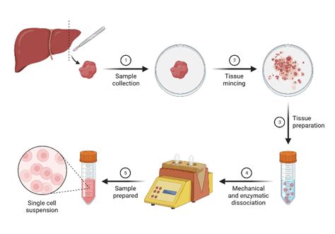 Tissue Sample Preparation Biorender Science Templates