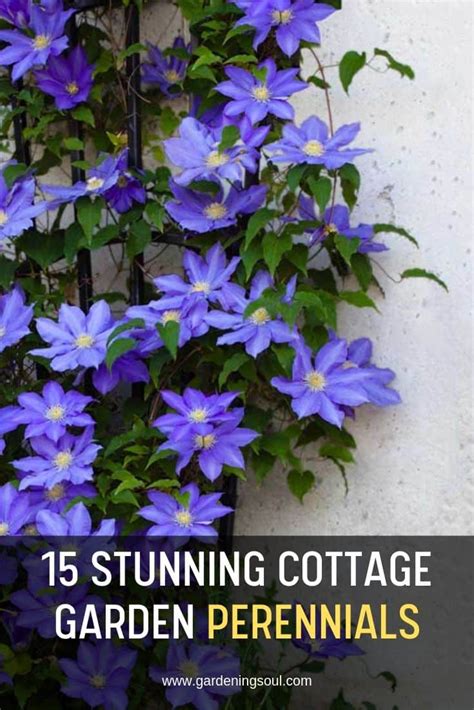 15 Stunning Cottage Garden Perennials Gardening Soul